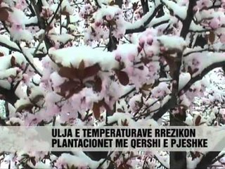 Dëbora dëmton frutikulturën - Vizion Plus - News - Lajme