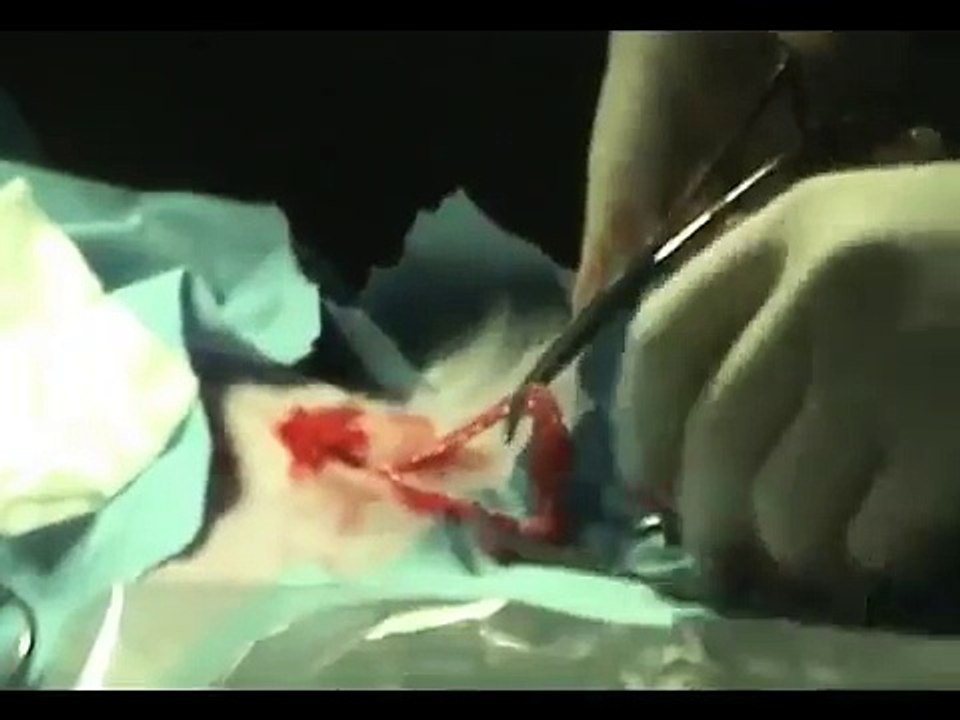 EglintonVet