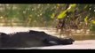 National Geographic | Wild Animal Documentary : Lions, Hyenas, Crocodiles & Much More!