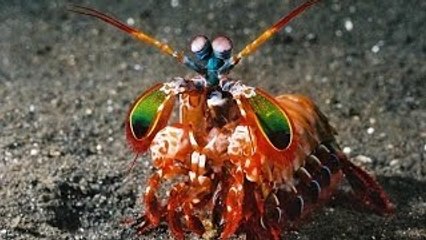 Vida Secreta dos Predadores: Ep. Mar Aberto