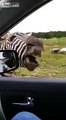 Now thats hilarious Talking Zebra