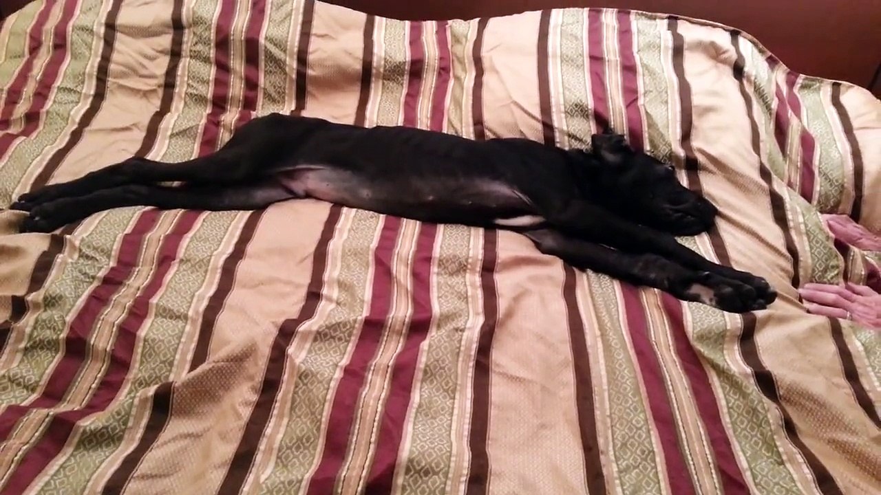 Great Dane puppy at 330am Talking