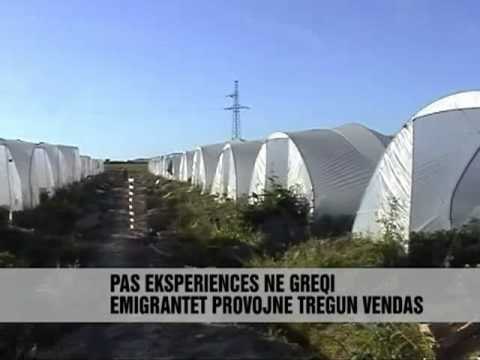 LULESHTRYDHET NE FIER - Vizion Plus - News - Lajme