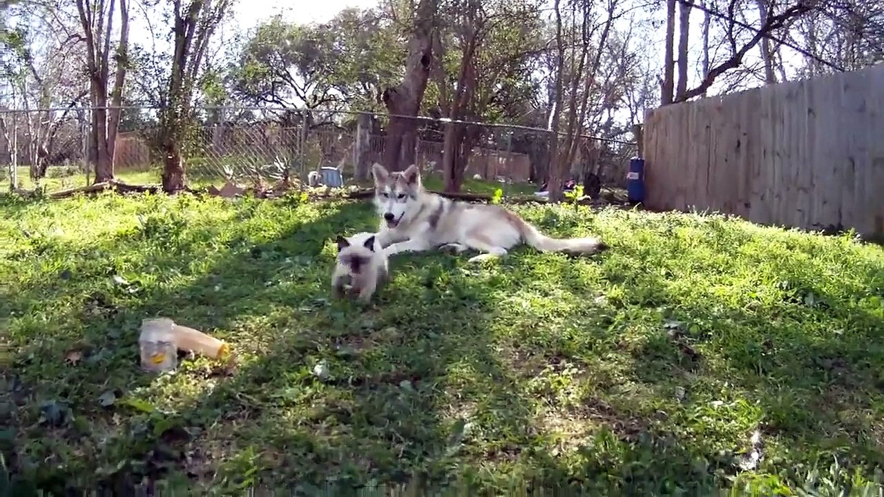 у хаски на воспитании