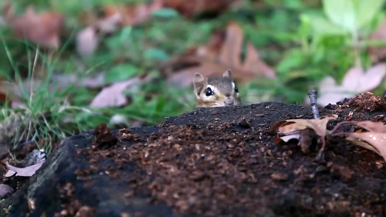 Robin, the Talking Chipmunk Subscribe!