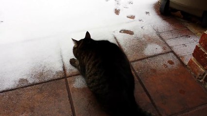 Кошкин первый снег