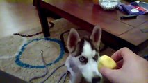 Dog eats lemon for the first time