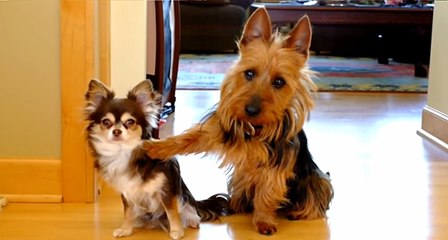 İspiyoncu köpek, arkadaşını anında sattı!