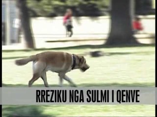 SHTOHEN RASTET E KAFSHIMEVE NGA QENTE - Vizion Plus - News - Lajme