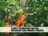 Përhapen zjarret ne Devoll - Vizion Plus - News - Lajme