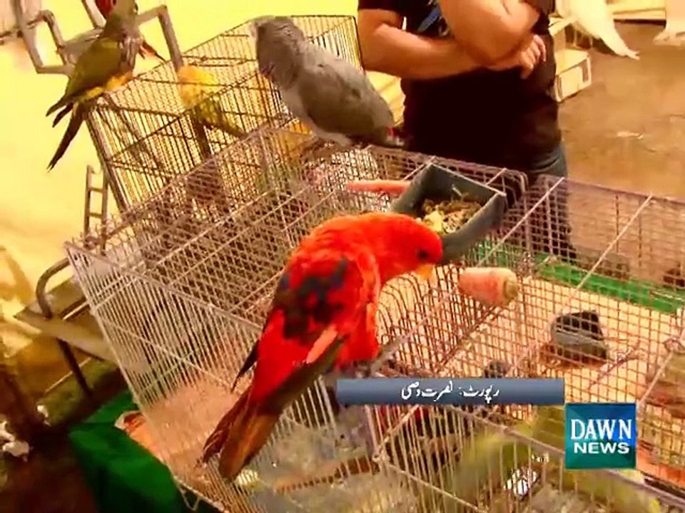 Pet show held in Karachi