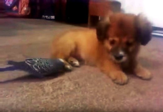 Muhabbet Kuşu Yavru Köpeği Isırdı