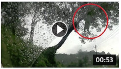 Real Ghost hanging on tree caught on Camera