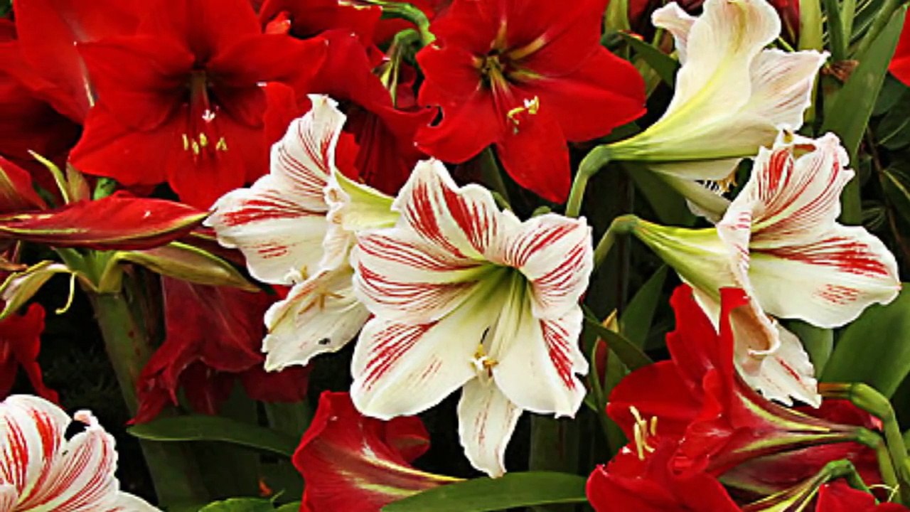 Most beautiful blossoming amaryllis flowers | Blooming indoor plants time lapse