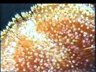 Anneka Rice goes scuba diving 3