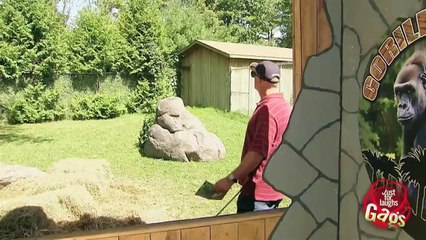 Mejores Bromas Hombre ciego entra a exhibición de gorilas