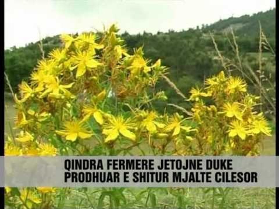 Biznesi me rritjen e bletëve - Vizion Plus - News - Lajme