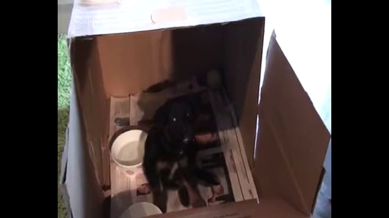 Adorable puppy loves the harmonica