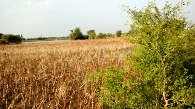Flood In Pakistan 2015 deadly flood in River Indus at the district Layyah