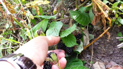 ARAKLI GAVRAS YAYLASI.....BÖĞÜRTLEN  (FİSKO)