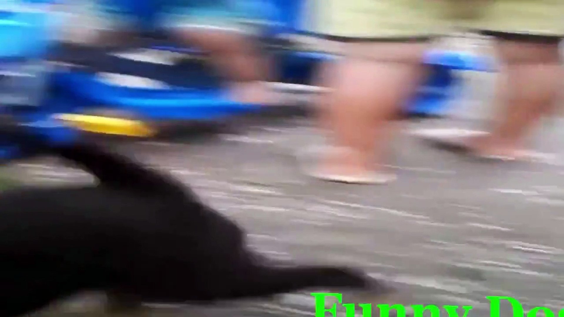 ⁣Funny Videos - Funny Animals - Animals Mating - Animals mating compilation 2015 part5