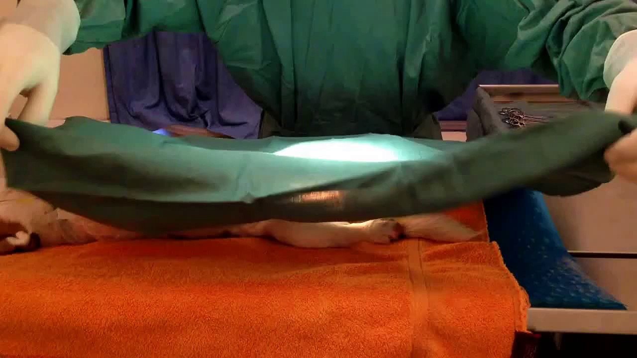 Walkerville Veterinary Surgery