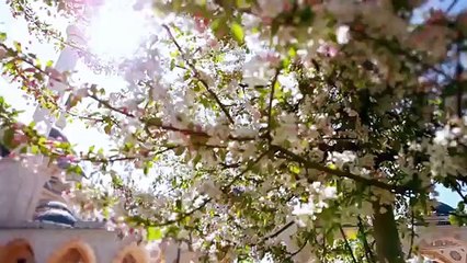 ‫رحمن رحمن - مشاري راشد العفاسي Mishari Rashid Al Afasy - Rahman‬