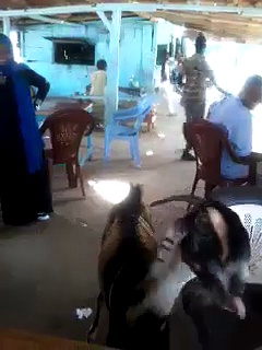 animal  drinking cooldring