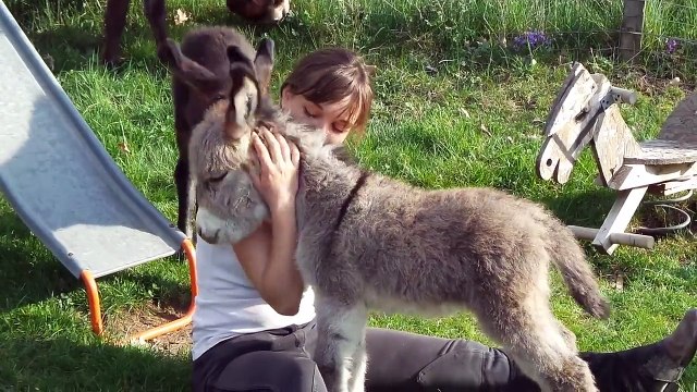 Cutest baby animal ever - Baby Donkey
