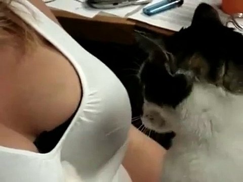 Un chat un peu pervers joue avec le débardeur de sa maitresse...