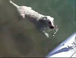 Ce chien fait des bisous à un poisson. Adorable