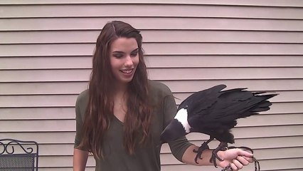 Un corbeau qui parle