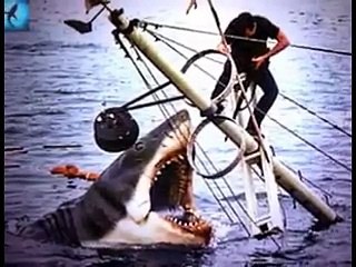 Sharks at Australian Beach