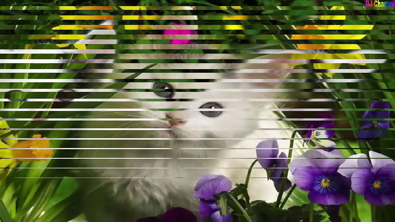 Chú Mèo Con Remix - Nhạc Thiếu Nhi Vui Nhộn Hay Nhất