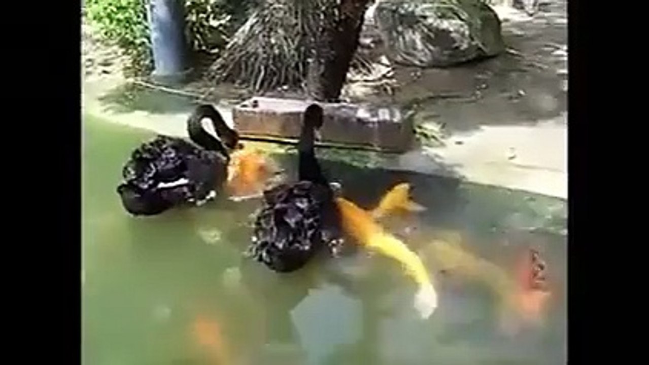 animals love