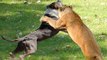 Wild animals hunting dog. Pit bull vs tiger. Leopard attack guard dogs. Mountain lion vs dog.