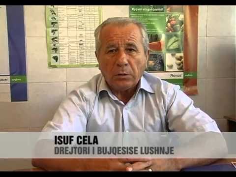 Rritet prodhimi vendas - Vizion Plus - News - Lajme
