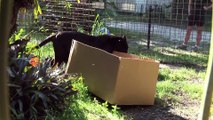 Funny clips BIG CATS like boxes too!