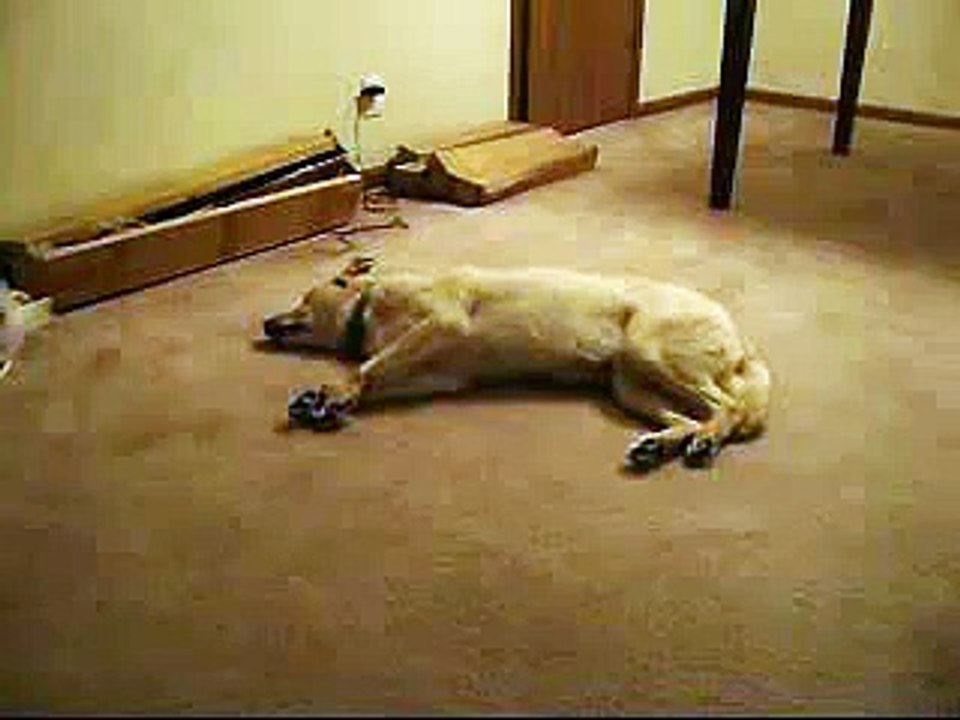 funny clips Bizkit the Sleep Walking Dog