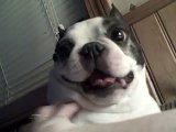 Funny clips Boston Terrier dog likes his belly tickled! Funny face - CUTE! (Original)