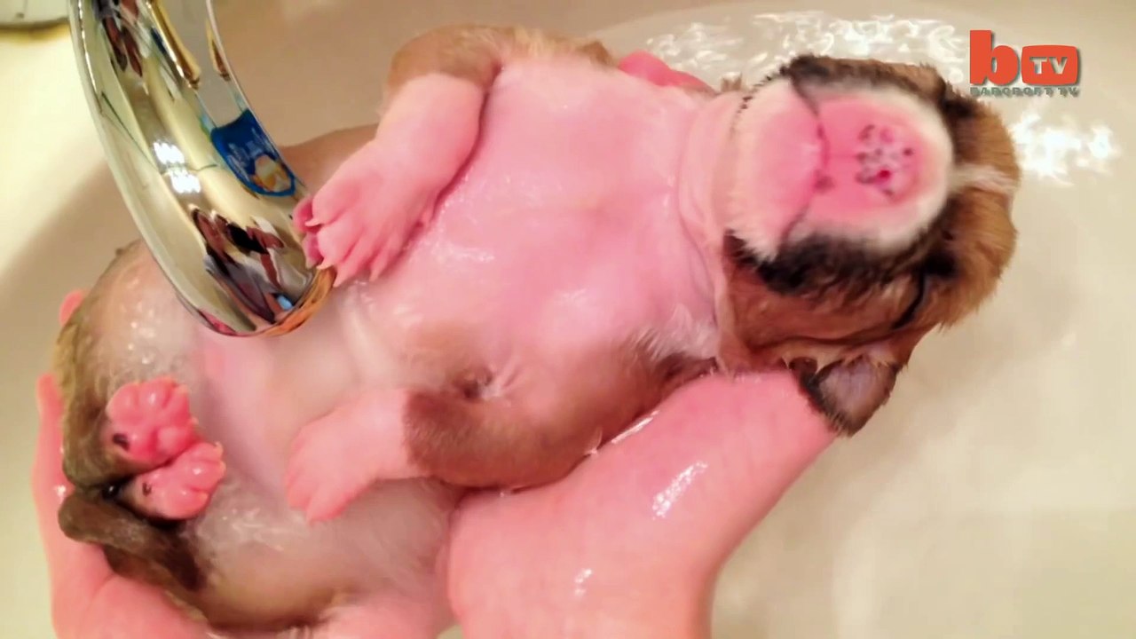 Cute Puppy Shower- Rescued Pup Enjoys Bath Time