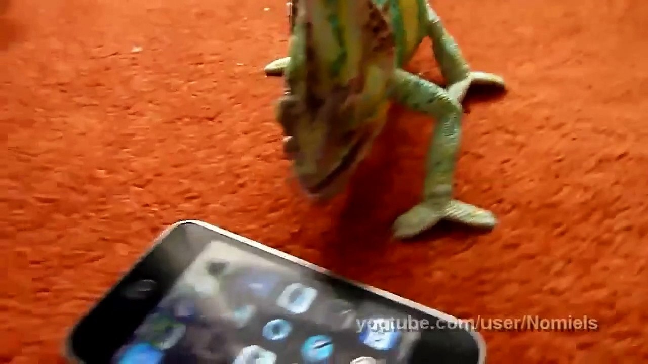 Chameleon was frightened by iphone (what did he saw-)