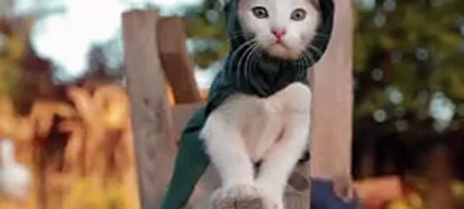 The Cat Guardians
