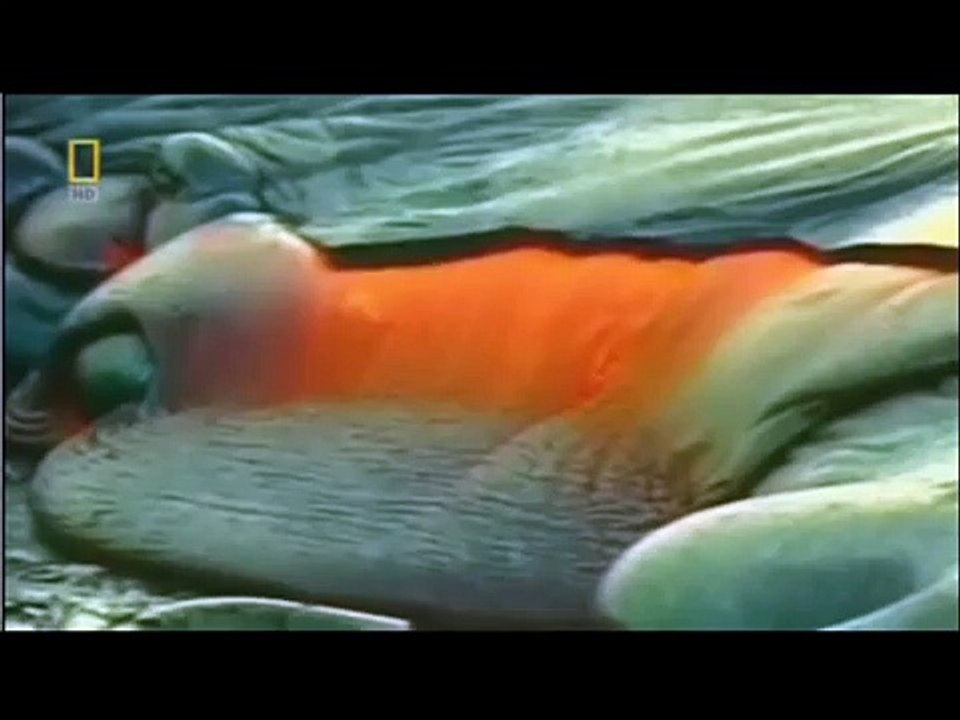 ISLAM.National Geographic Confirms Quranic Science