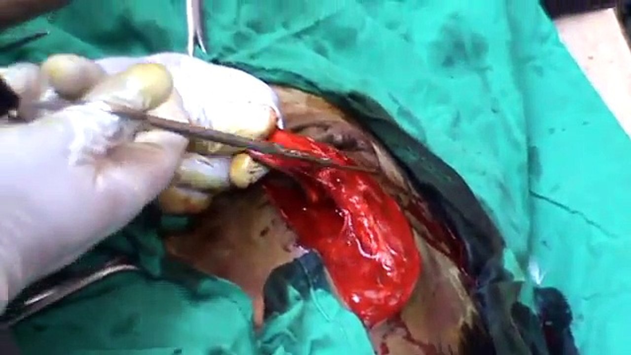 قوافل التشخيص والعلاج التى تقوم بها كلية الطب البيطرى جامعة أسيوط وذلك بقرى محافظة أسيوط