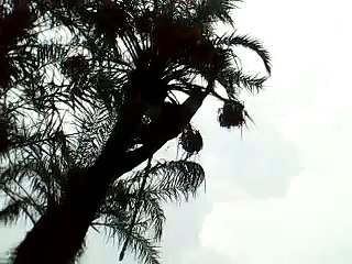 how rural life is Beautifull in Punjab layyah