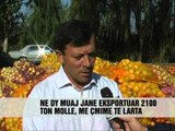 Fermerët e Korçës eksportojnë mollët - Vizion Plus - News - Lajme