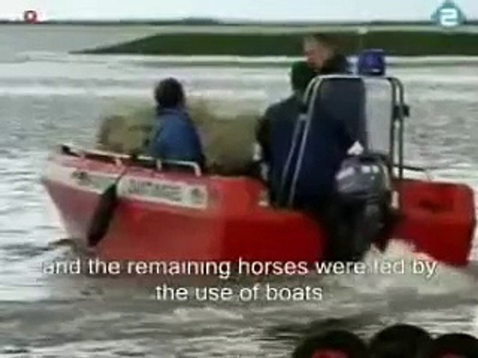 Vivez le sauvetage d'une centaine de chevaux coincés sur une île