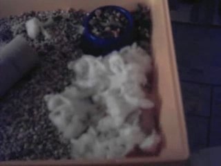 mon hamster
