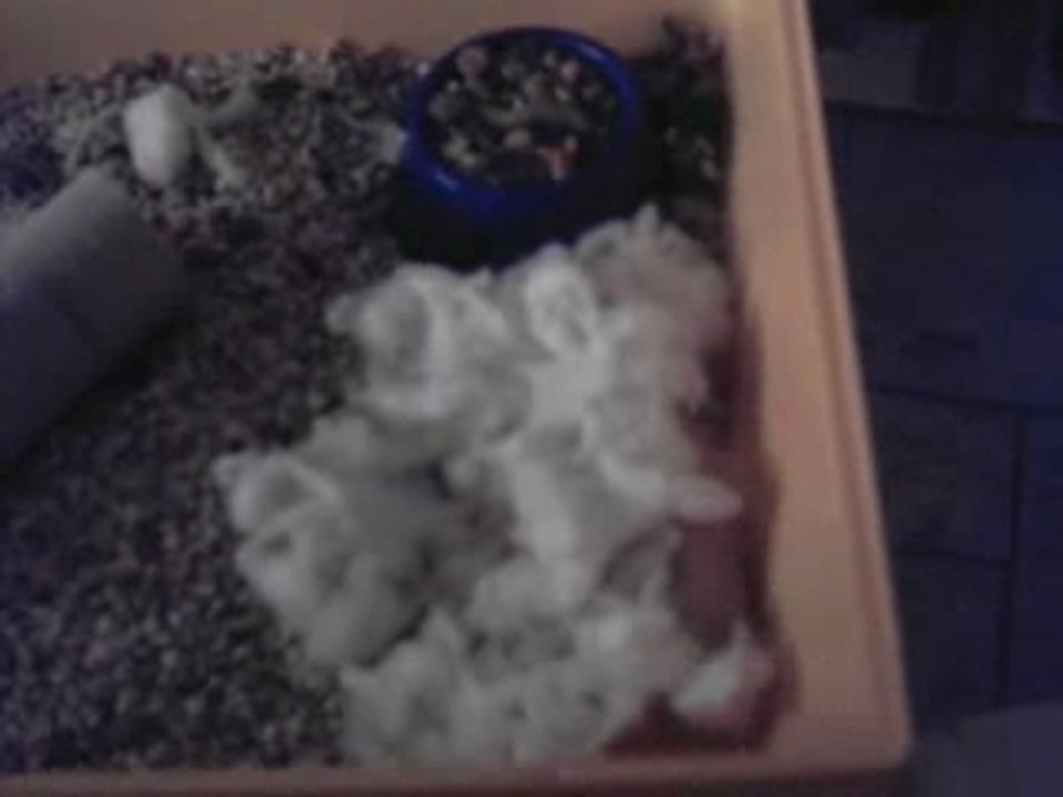 mon hamster